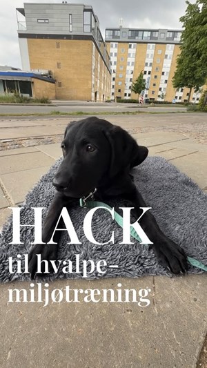 opslagsbillede
