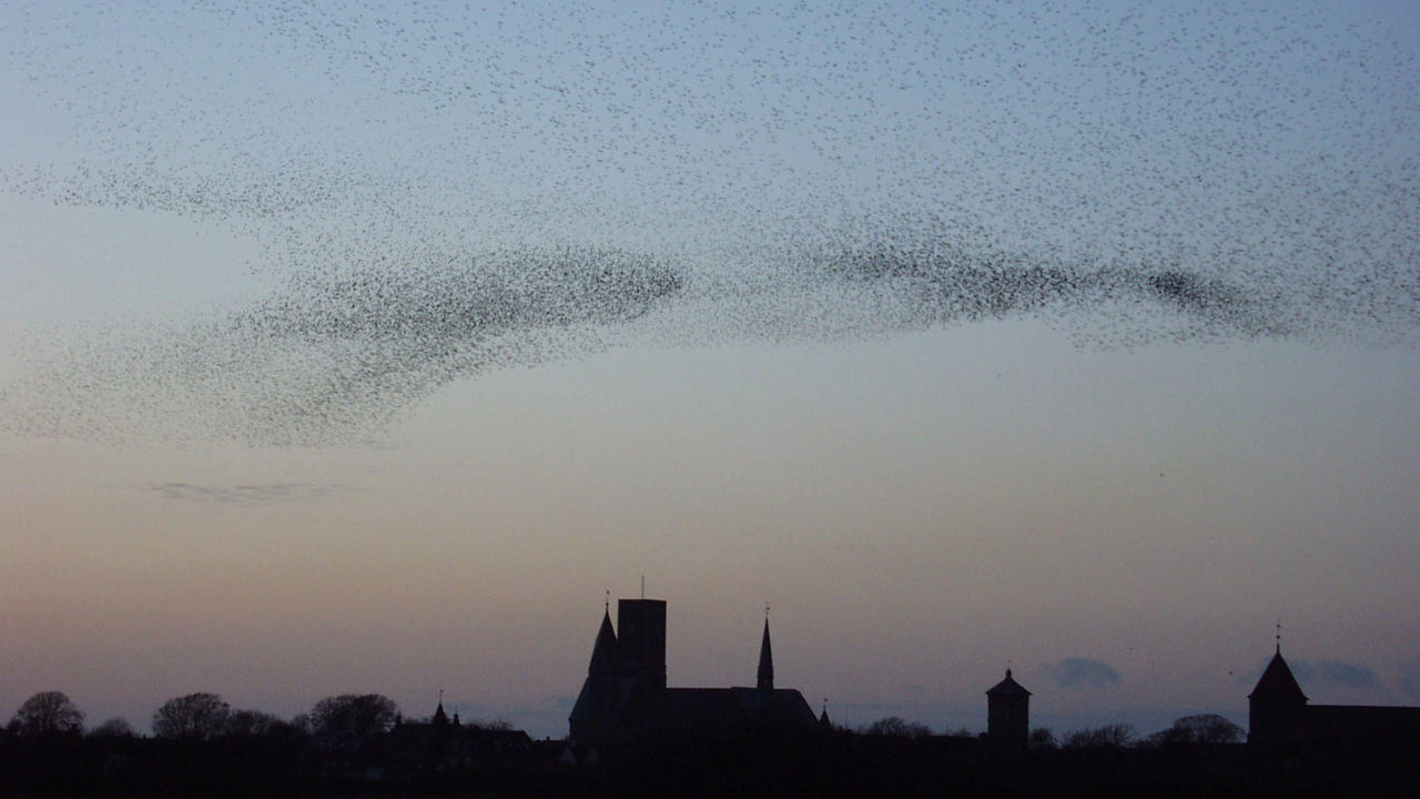 Oplev sort sol i Ribe: En uforglemmelig naturoplevelse