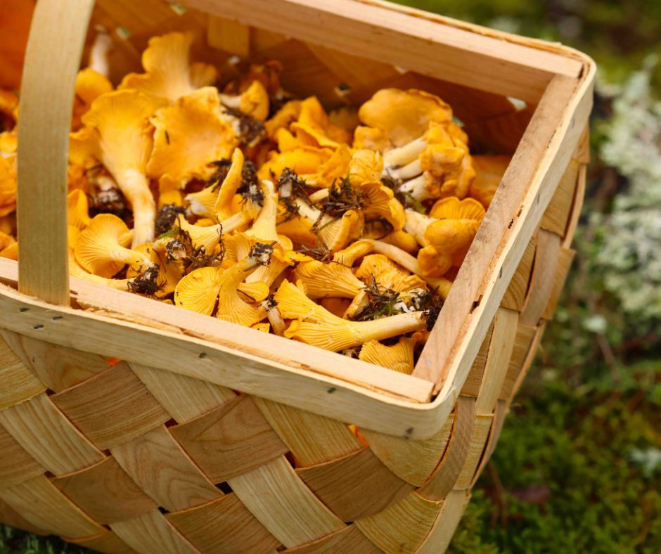 Guidet svampetur i Hillerød: Lær om spiselige svampe