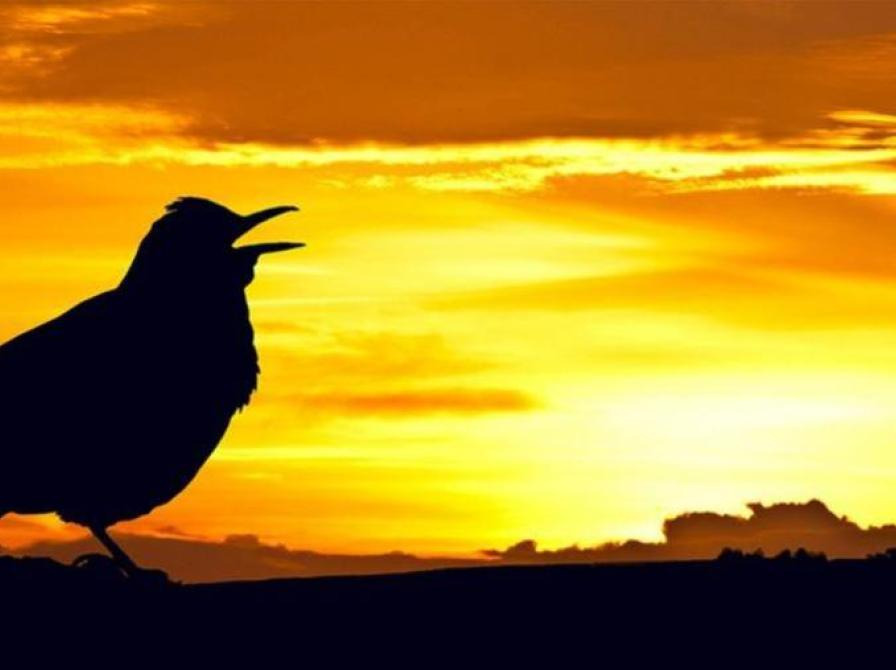 Start dagen med fælles morgensang på Gladsaxe Hovedbibliotek