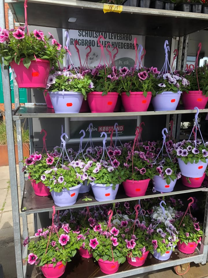 Min Købmand Øster Bjerregrav fejrer solskinsdage og nye tiltag