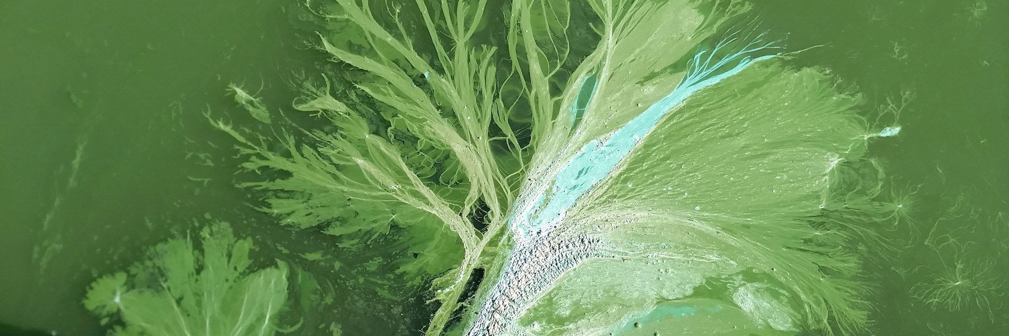 Viborg Kommune intensiverer badevandsovervågning og indfører badeforbud i 2025