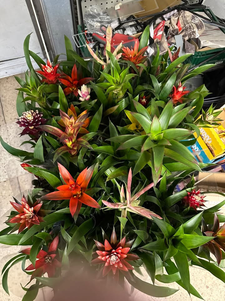 Meny Gl. Skagensvej tilbyder bromelia mix til halv pris