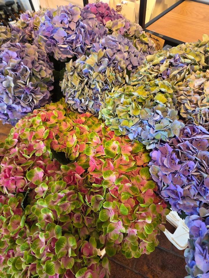 Flore Vida tilbyder hortensia til super priser