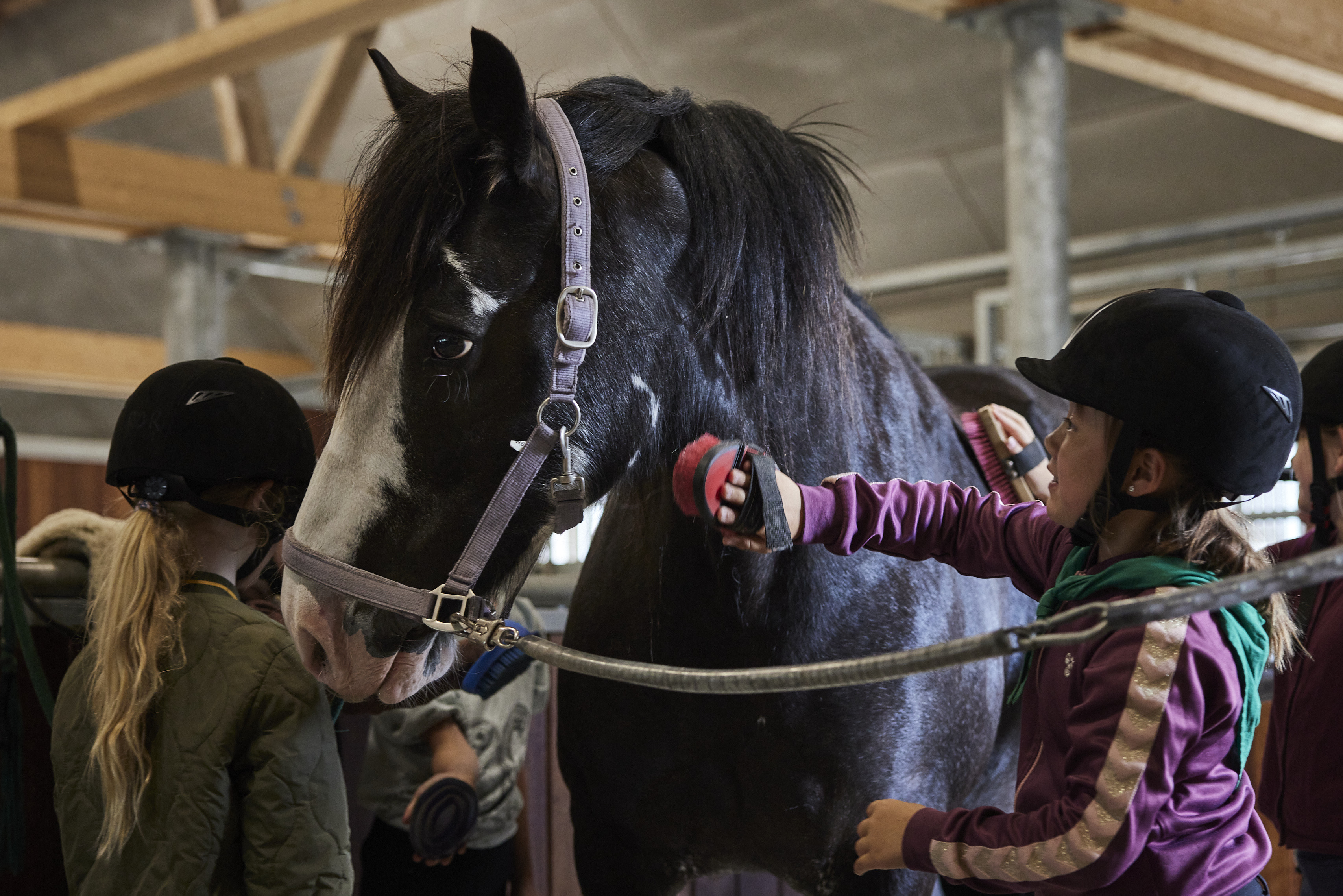 Oplev en dag med ponyer og ridning i Roskilde