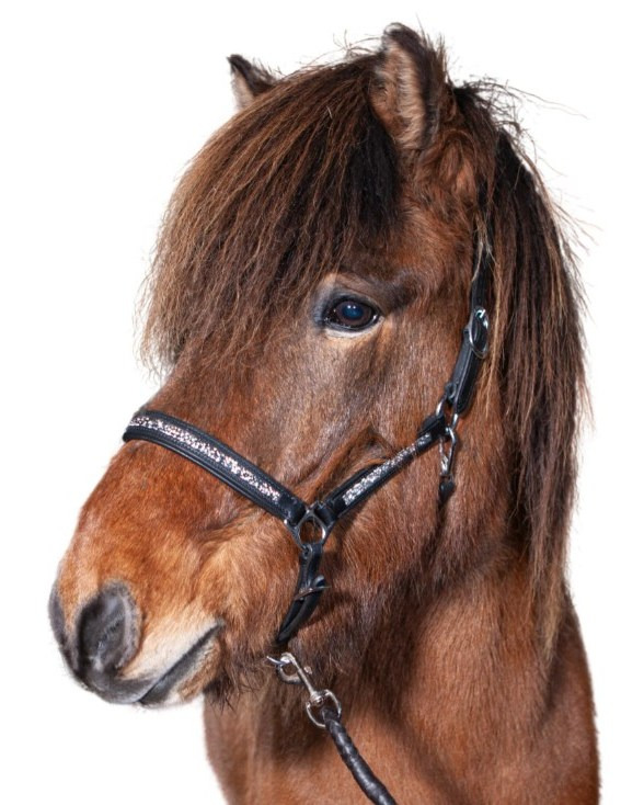 HESCA præsenterer elegant lædergrime med sten og blødt nakkefoer