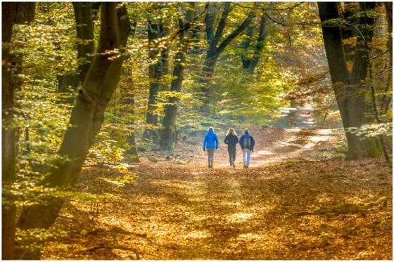 Oplev naturterapiens kraft med Susanne vom Braucke