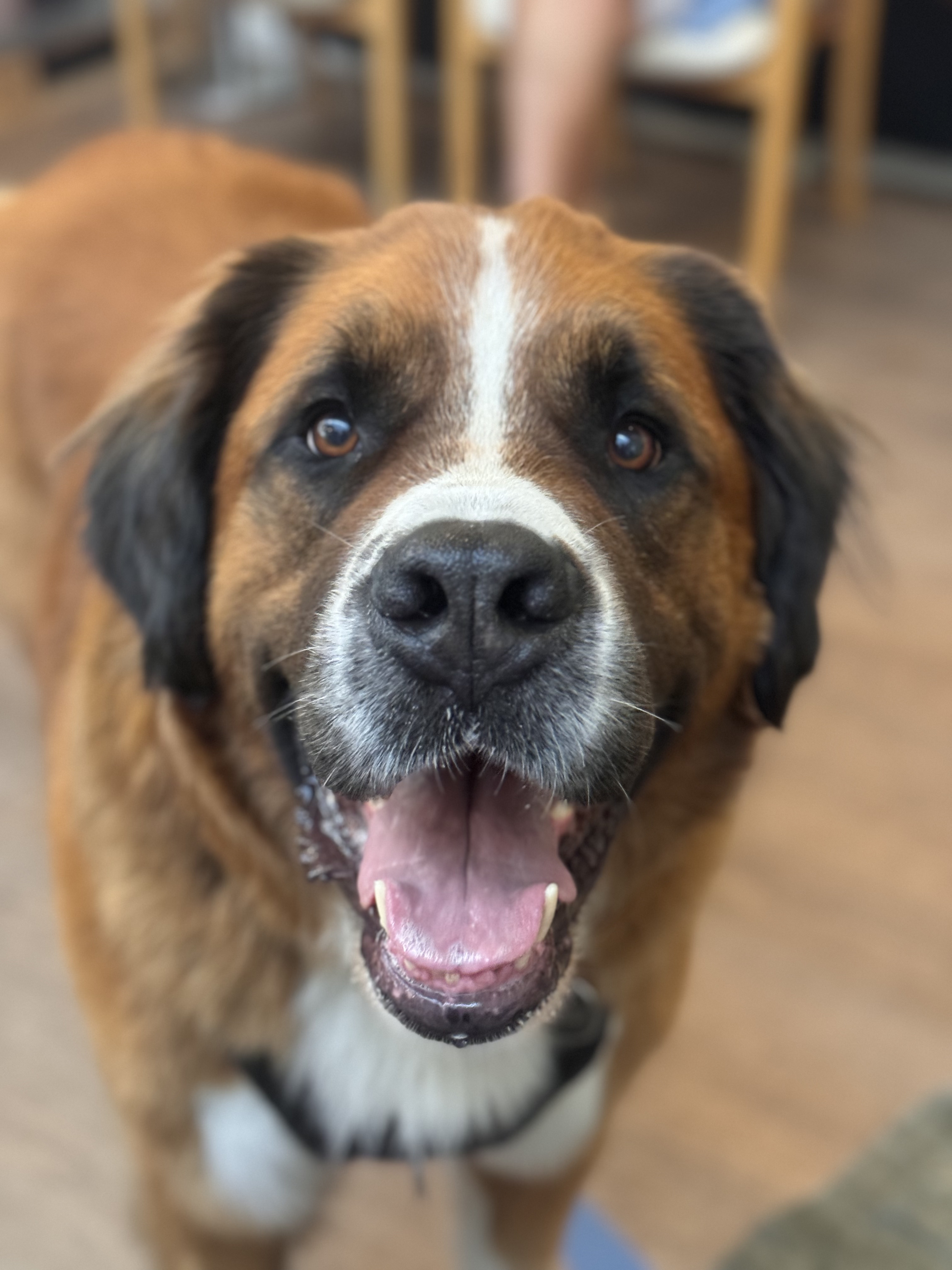 13 nye besøgshunde bestod optagelsesprøven i Aalborg