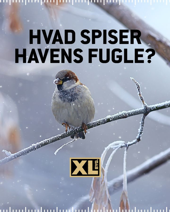 Se dagens updates fra Hals her