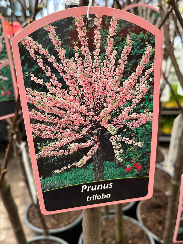 Midtjysk Blomstermarked: Få japansk kirsebærtræ til kun 199,95 kr. 