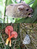 Nu skal tabet af biodiversitet bremses