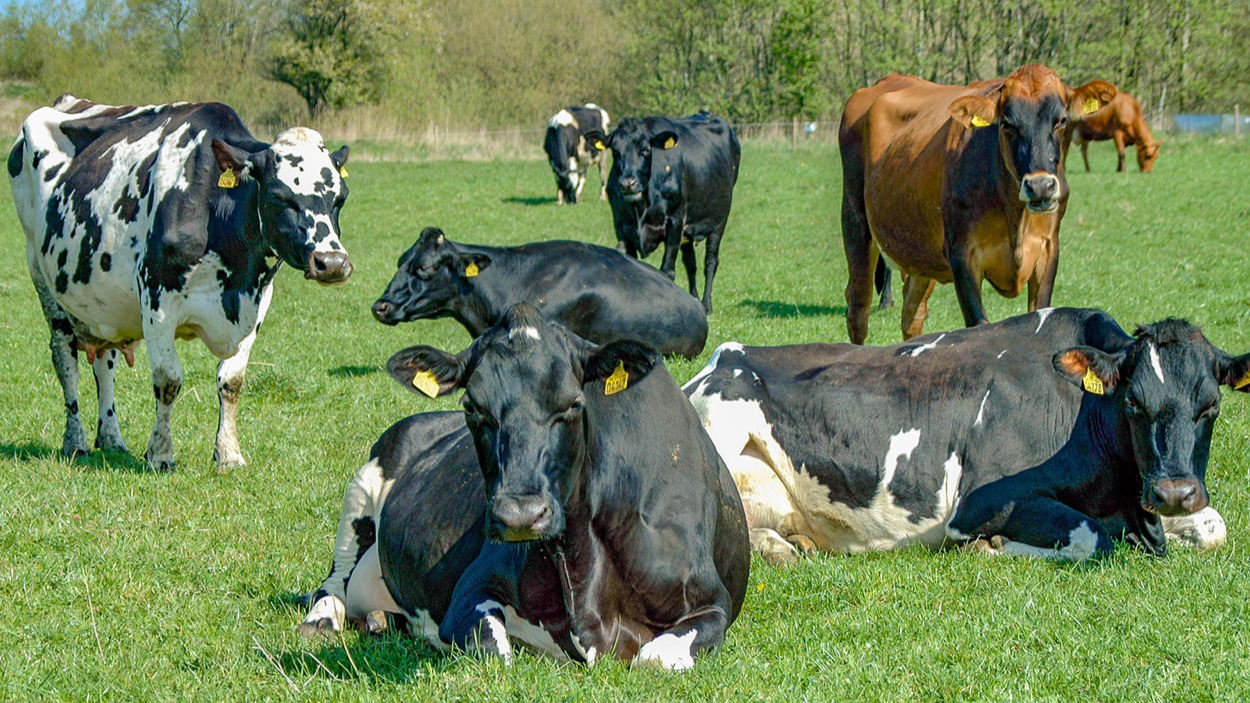 Kan man drive kreaturhandel fra Hellerup?