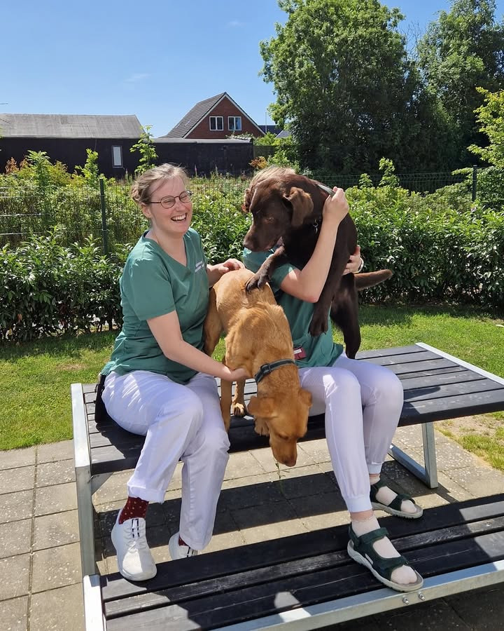 Dyrehospitalet Heden ApS sikrer kæledyr tilses hele sommeren, trods lavere bemanding