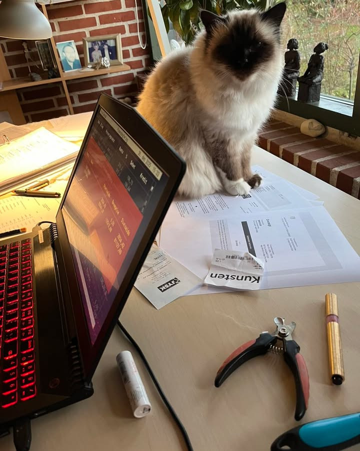 Yrsa Dunvad: Klar til nytår og bogføring, trods katteudfordringer