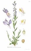 Bioblitz i Strandparken: En dag med natur og biodiversitet i fokus