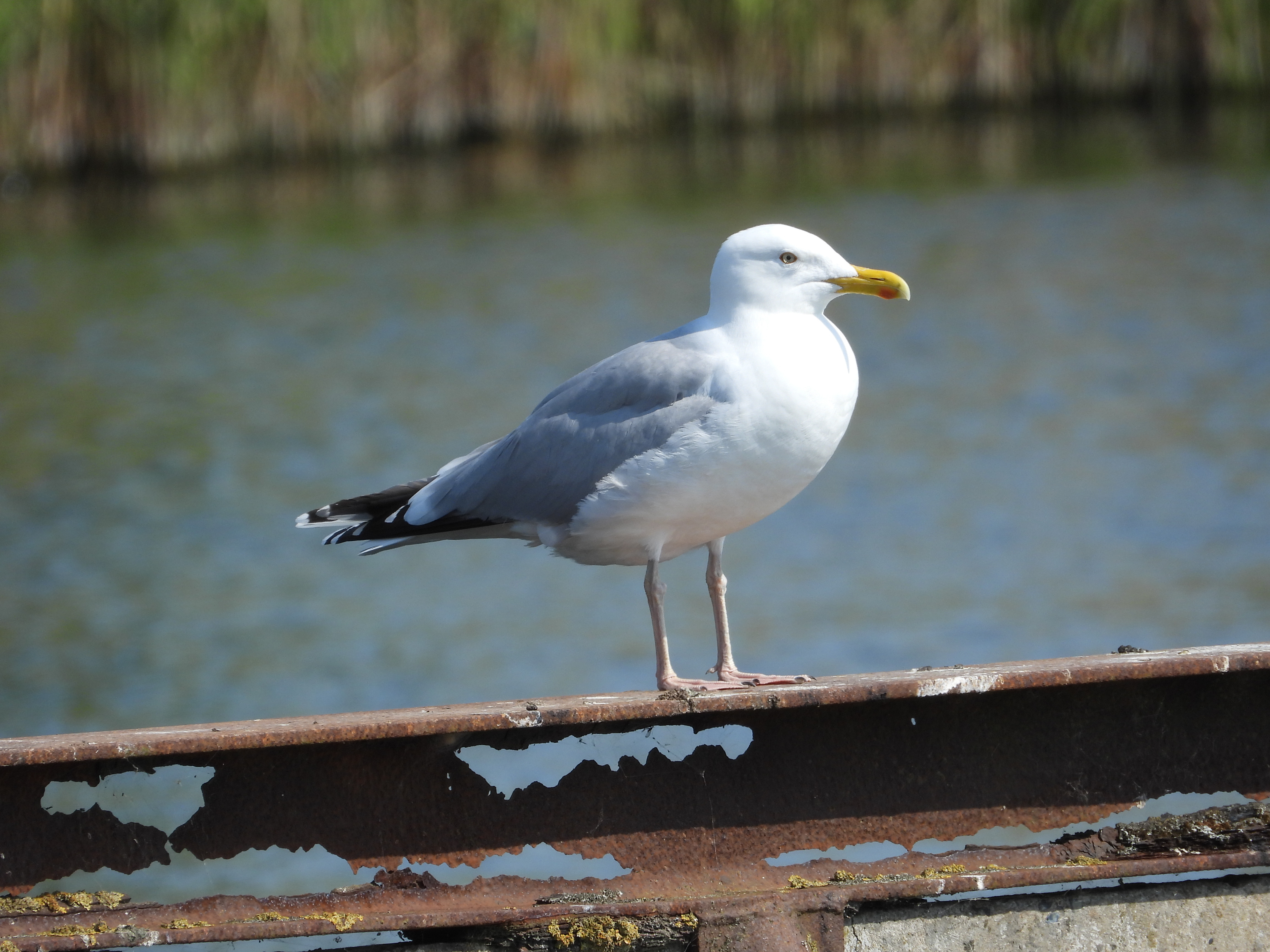 Ynglefugleoptællinger styrker naturbevarelsen i Guldborgsund Kommune