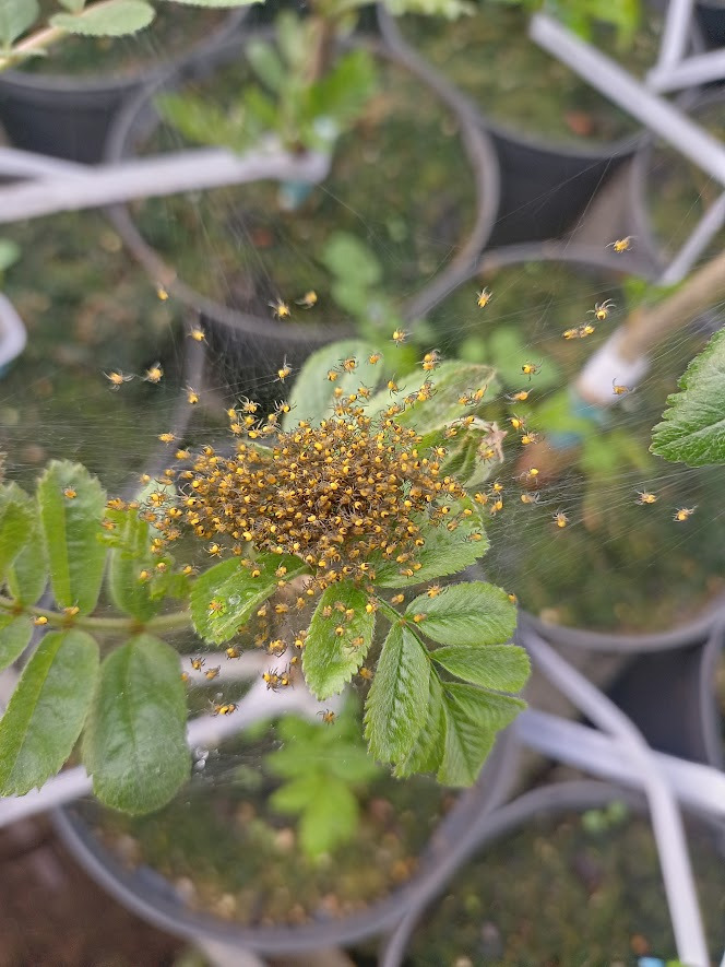 Podningskursus for øvede hos Blomstergården ved Viborg