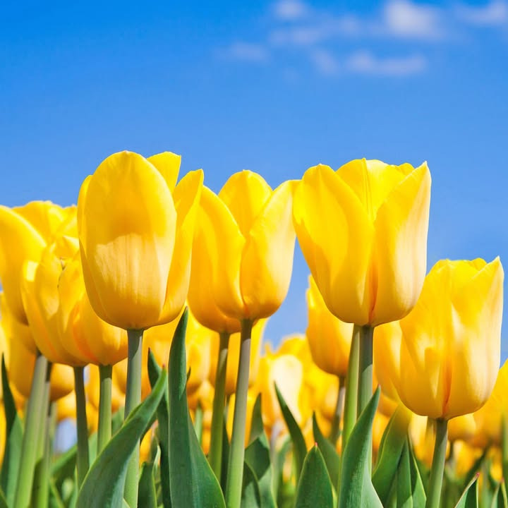 NordVestBO ønsker alle en god påske og informerer om kontorets påskelukning