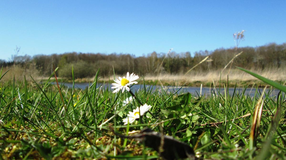 Randers Kommune foretager tilsyn af naturområder (1)