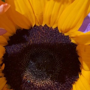 Opslagsbillede