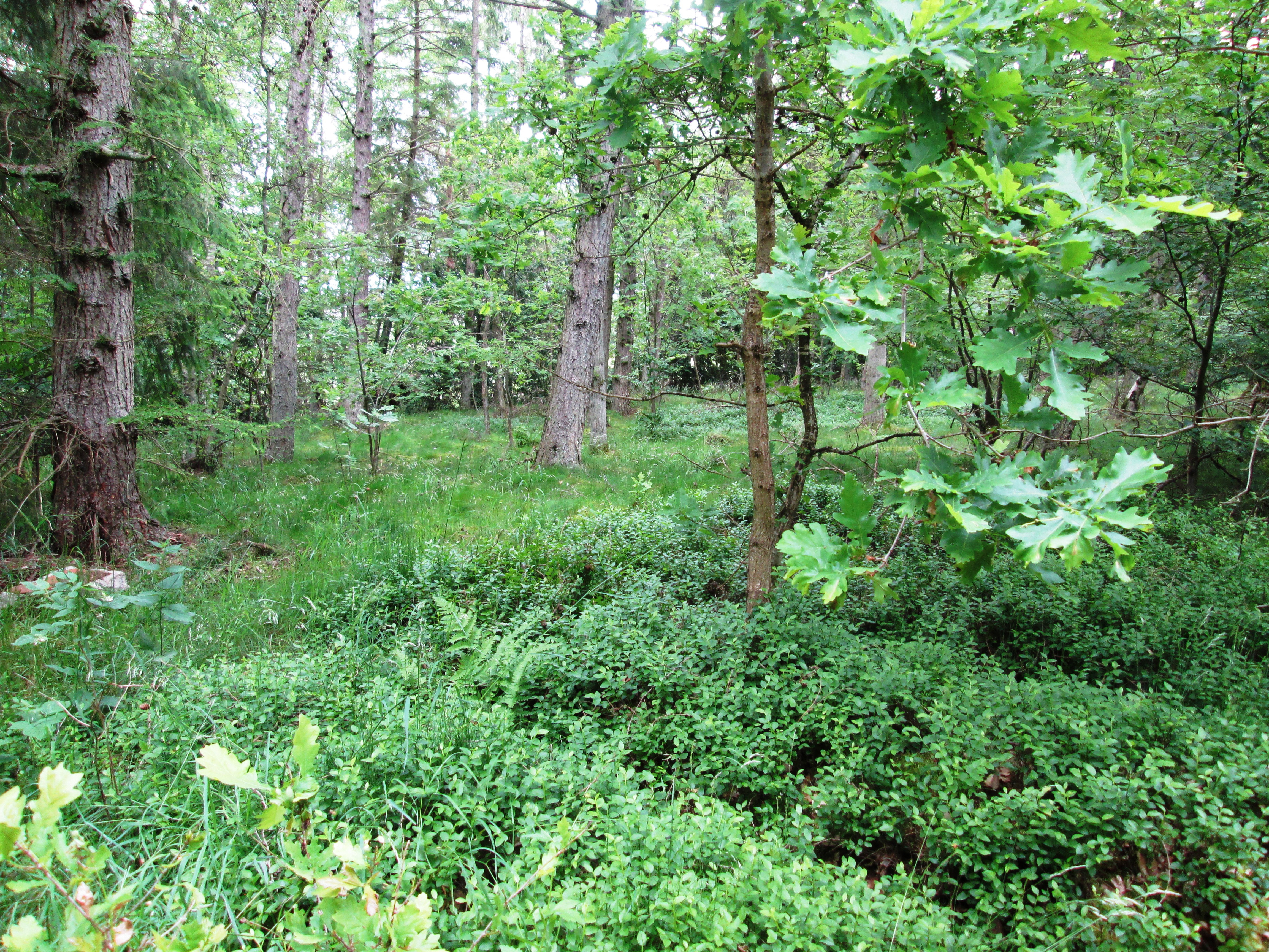 Randers Kommunes strategi for skovrejsning er sendt i høring