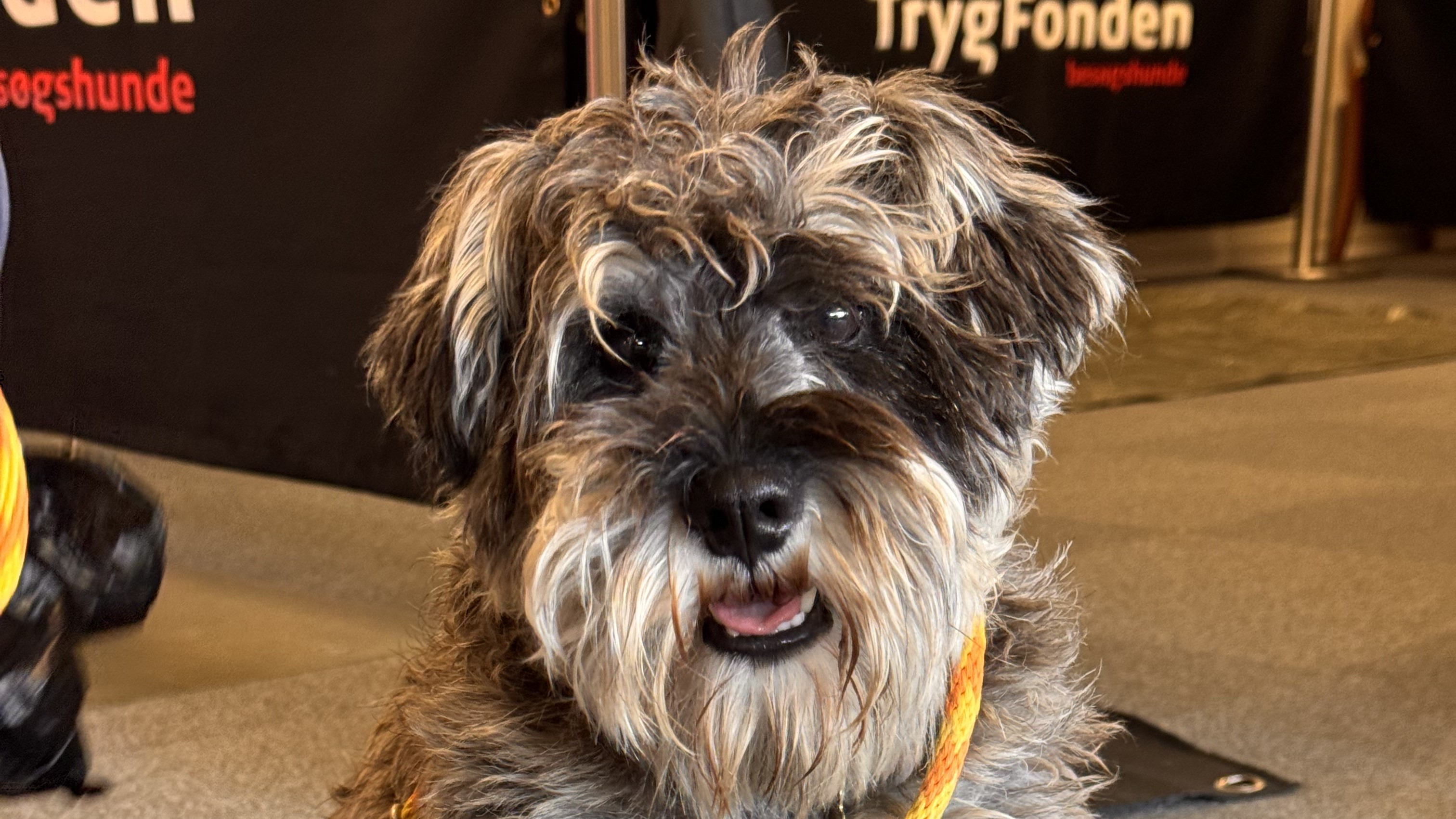 10 nye besøgshunde bestod optagelsesprøven i Odense