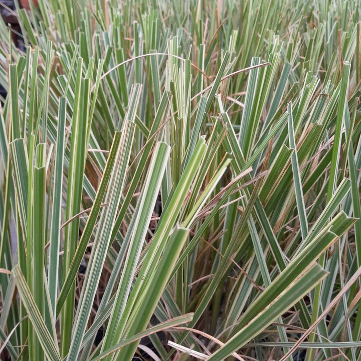 Opdatér dig her: Det nyeste fra Hobro