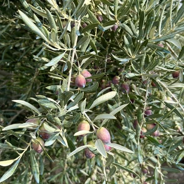 Nye økologiske olivenolier fra Rosario nu tilgængelige hos Rishøjgård Gårdbutik og Jordbrug