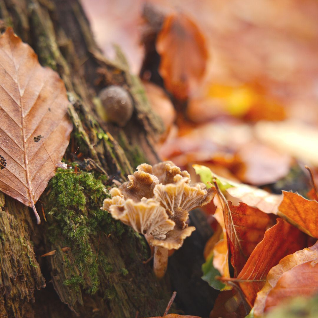 Guidede svampeture i Hillerød: Oplev naturens skatkammer