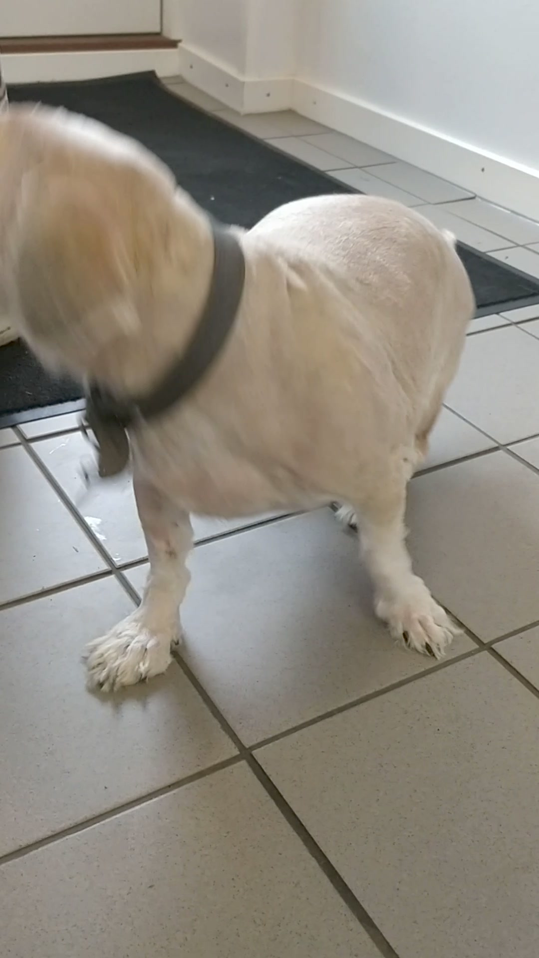 Sofus stråler af glæde efter tandrens hos Vet til dig