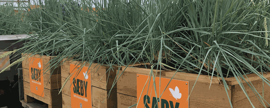 Dialogmøde om sommergade i Sæby