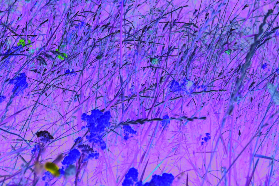 Foredrag om biodiversitet og naturens fremtid i Måløv