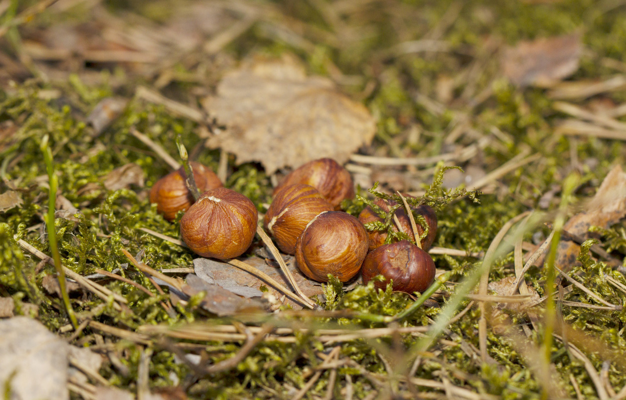 Solbjerg Skov: Gå på opdagelse i den spiselige skov