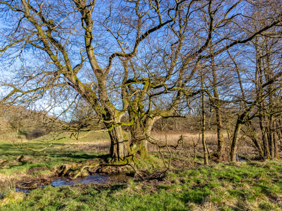Oplev efterårets skønhed på en guidet tur i Jellings skove