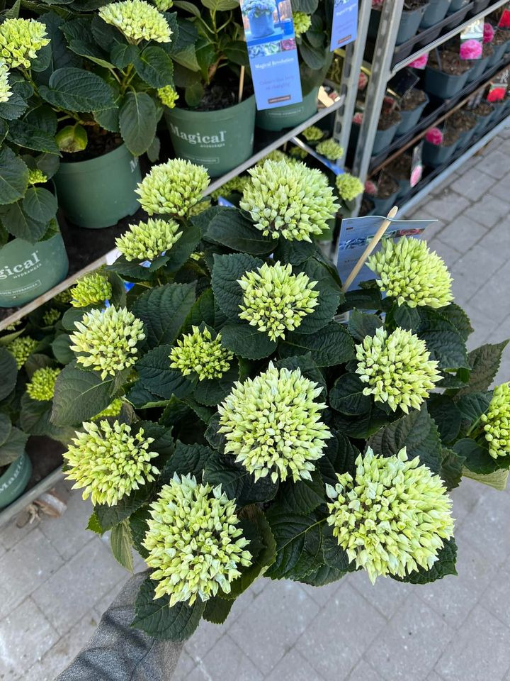 Nyt på opslagstavlen i Hedensted