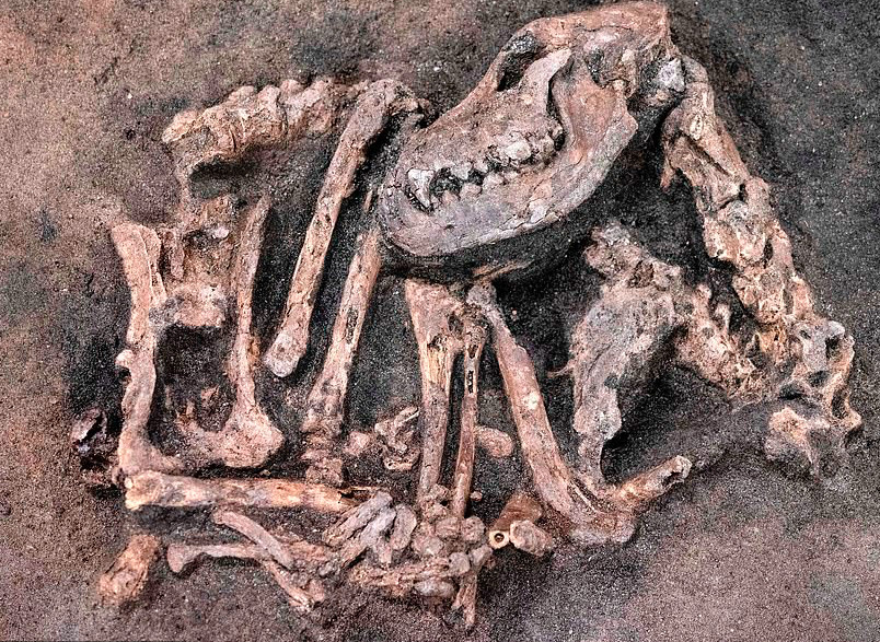 Foredrag: Holstebro – dyrene og gådernes by