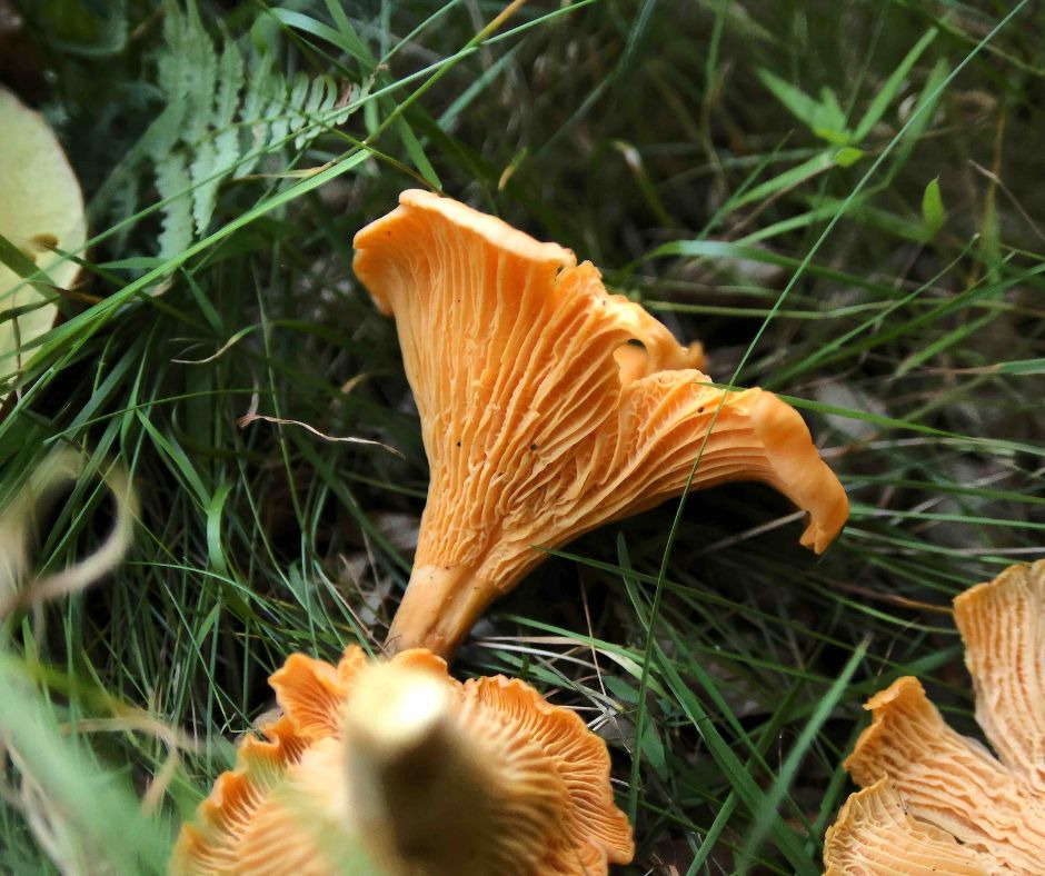 Svampeture i Asserbo: Lær at finde og genkende spiselige svampe