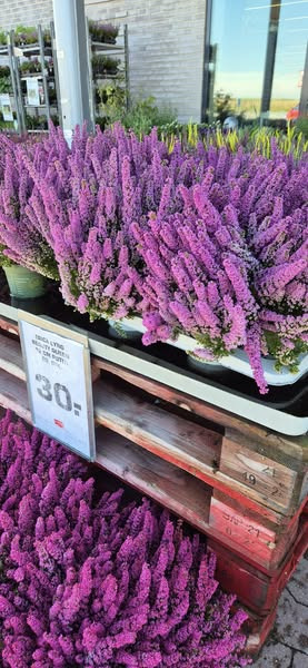 Nyt parti blomster hos REMA 1000 Slots Bjergby: Stort udvalg af lyng og tilbud på høst anemone