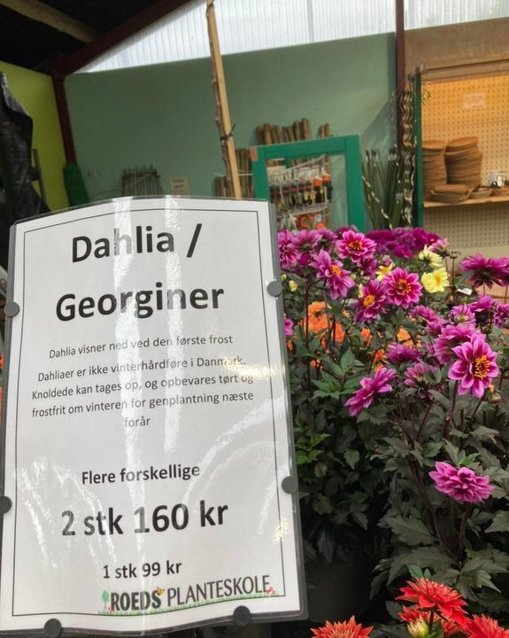 En finger på pulsen i Hobro
