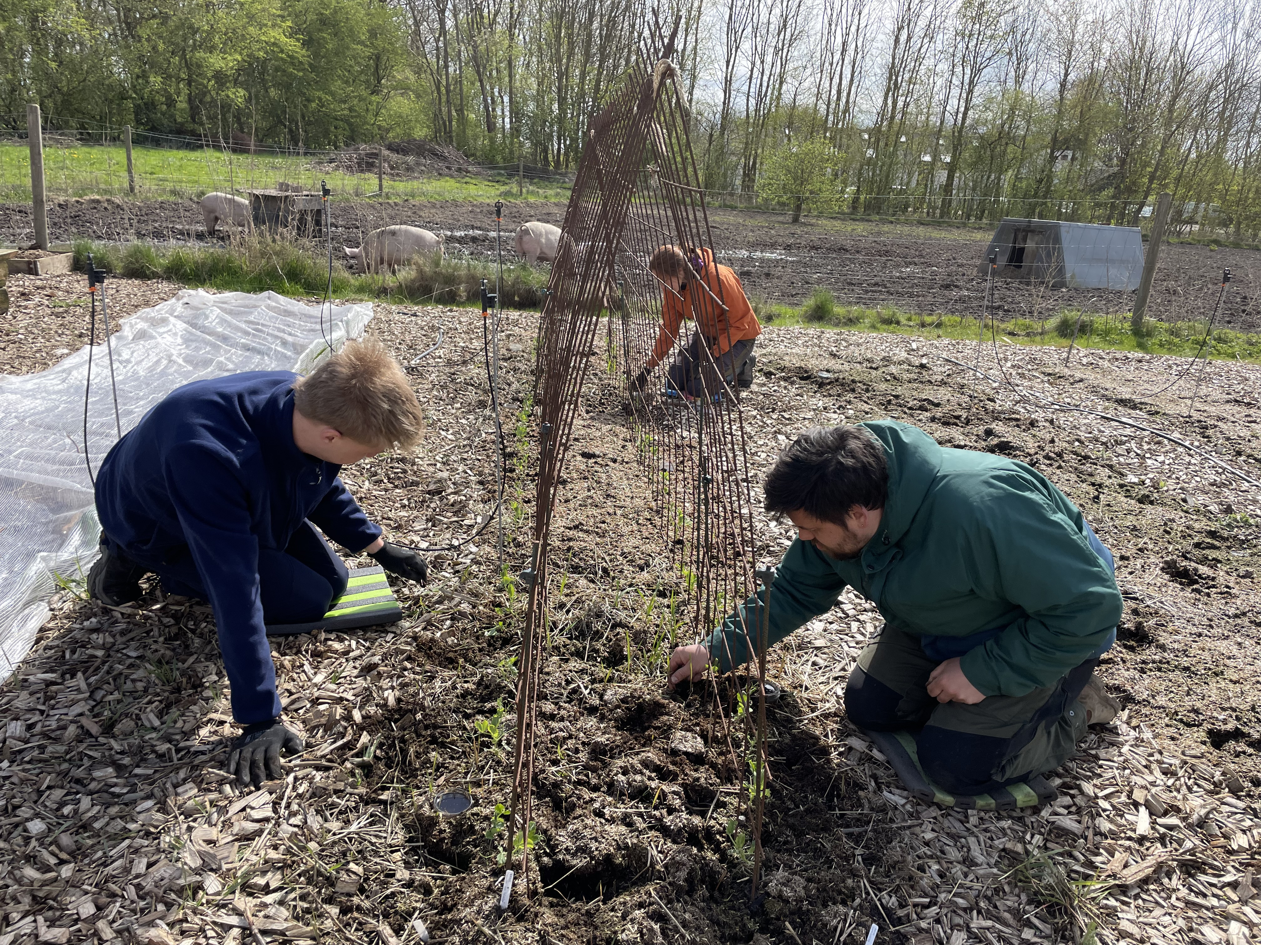 Jyske højskoler skal eksperimentere med jordbrug og naturterapi