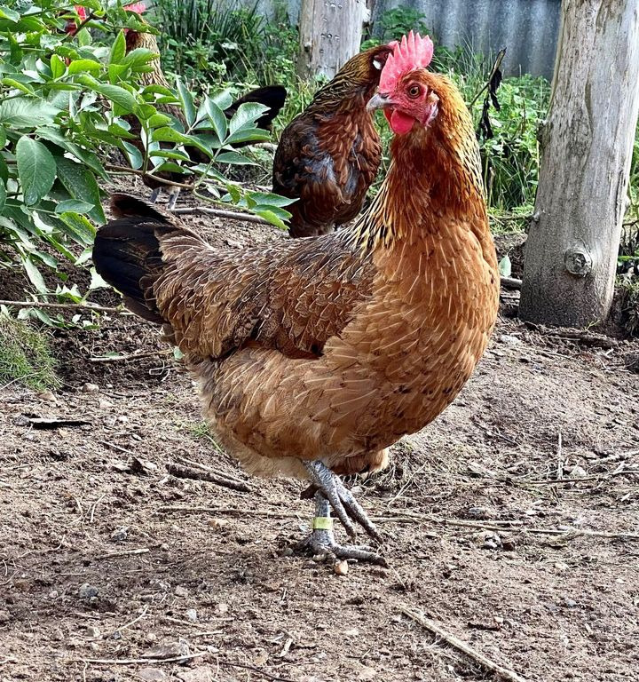 Nyt på opslagstavlen i Hjørring