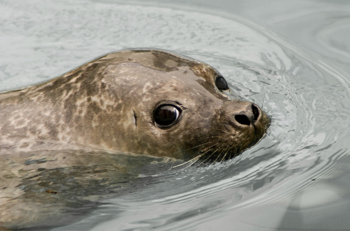 Nu skal der findes et navn til sælungen i Hirtshals