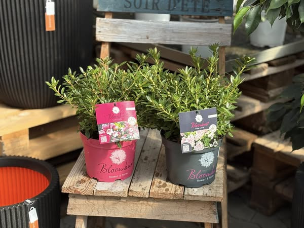 Midtjydsk Gartnerhal tilbyder Bloombux dværg rhododendron til kampagnepris