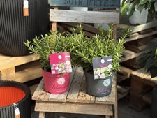 Midtjydsk Gartnerhal præsenterer tilbud på Bloombux dværg rhododendron