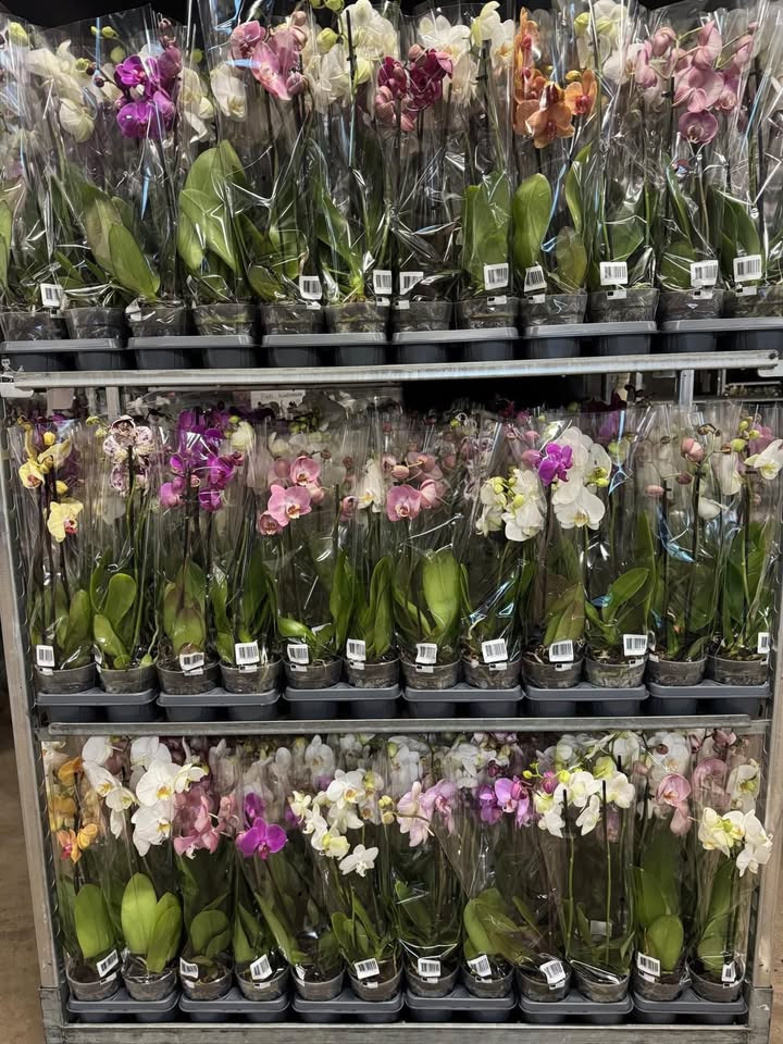 Løvbjerg Frederikshavn tilbyder orkidéer til mors dag for kun 99,99 kr.