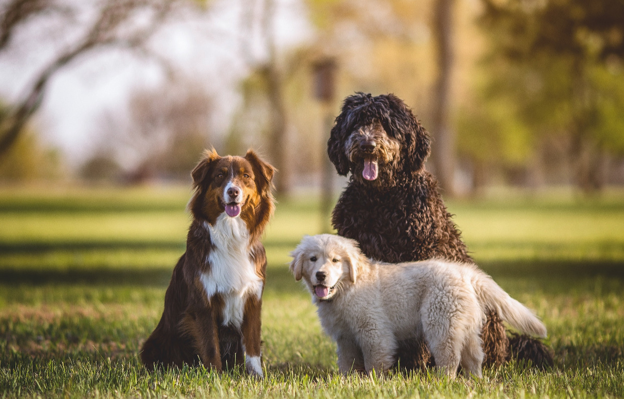 Vær med til at fejre menneskets bedste ven