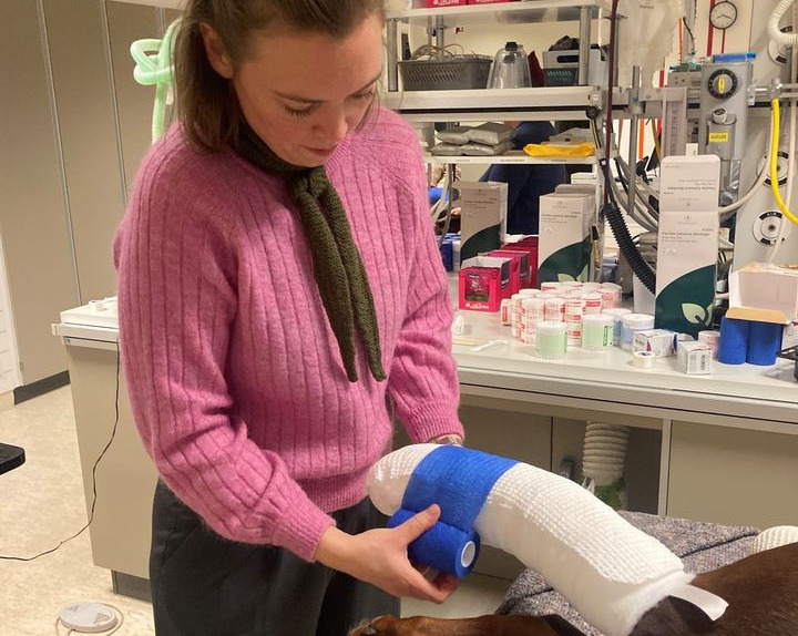 Risskov Dyrehospital styrker kompetencer inden for sårpleje og forbindinger