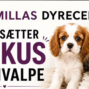 Opslagsbillede