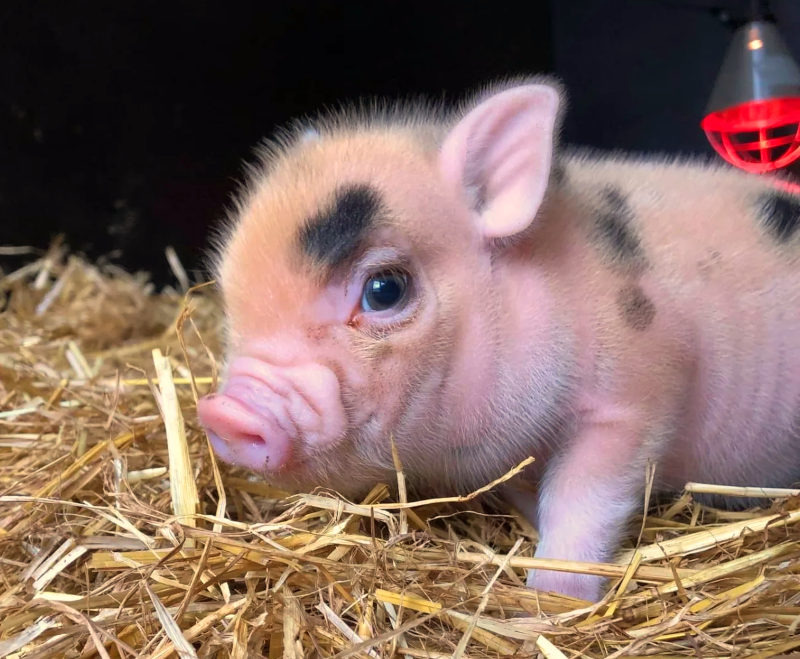 Mød kælegrise og oplev eventyr på Fjerritslev Bibliotek