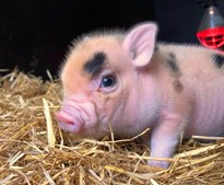 Mød kælegrise og oplev eventyr på Fjerritslev Bibliotek